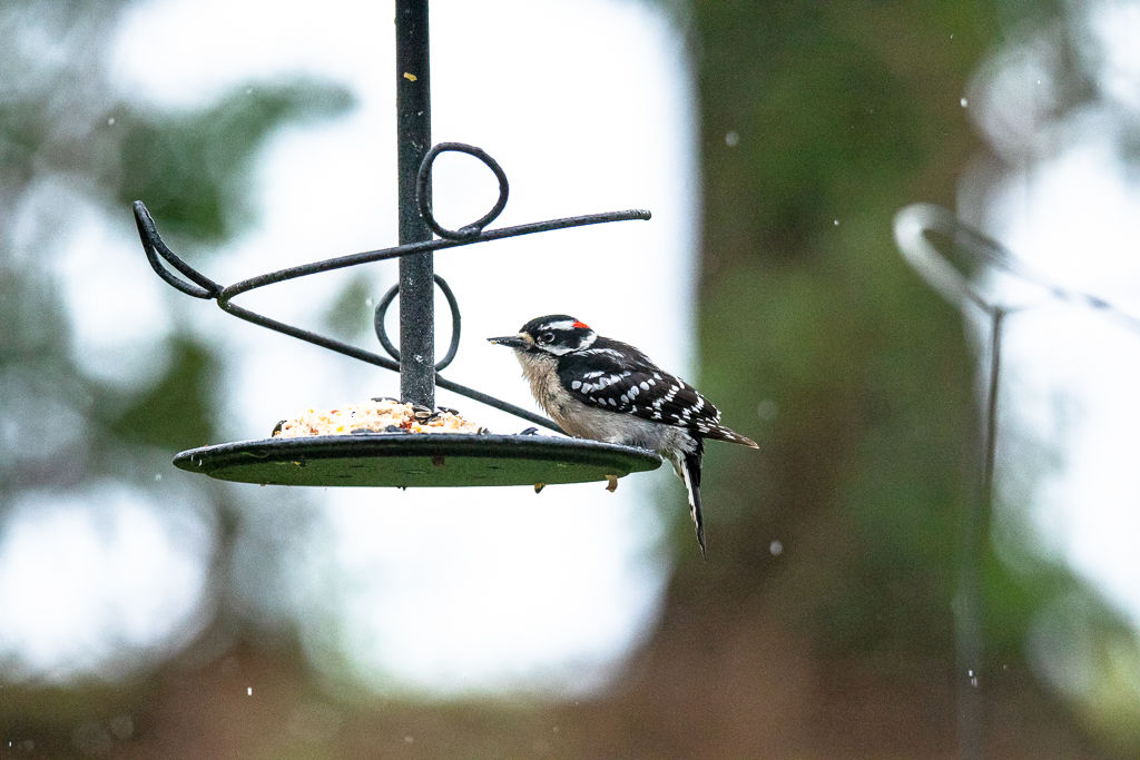 Backyard Birds NH-1550.jpg